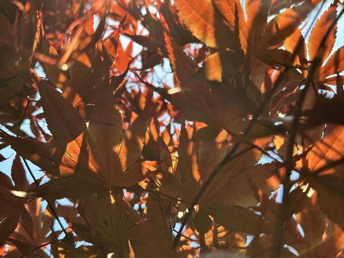 The Fall or the&nbsp;Fall